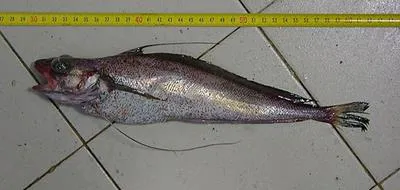 Longfin hake (Phycis chesteri)
