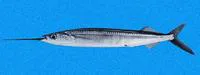 Longfin halfbeak (Hemiramphus saltator)