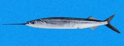 Longfin halfbeak (Hemiramphus saltator)