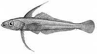 Longfin icedevil (Aethotaxis mitopteryx mitopteryx)