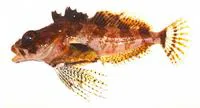 Longfin Irish lord (Hemilepidotus zapus)