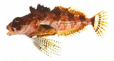 Longfin Irish lord (Hemilepidotus zapus)