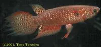 Longfin killie (Pterolebias longipinnis)