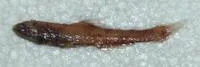 Longfin lampfish (Lampanyctus steinbecki)