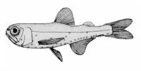 Longfin lanternfish (Diogenichthys atlanticus)