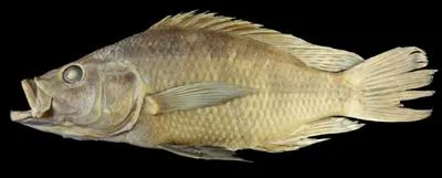 Longfin largemouth (Serranochromis longimanus)