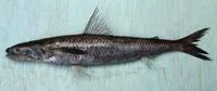 Longfin lizardfish (Saurida longimanus)
