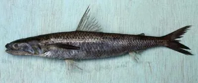Longfin lizardfish (Saurida longimanus)