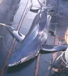 Longfin mako (Isurus paucus)