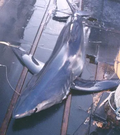 Longfin mako (Isurus paucus)
