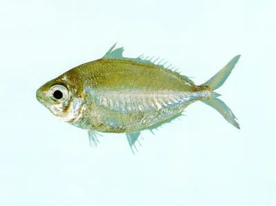 Longfin mojarra (Pentaprion longimanus)