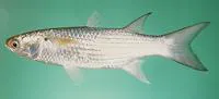 Longfin mullet (Moolgarda pedaraki)