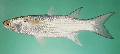 Longfin mullet (Moolgarda pedaraki)