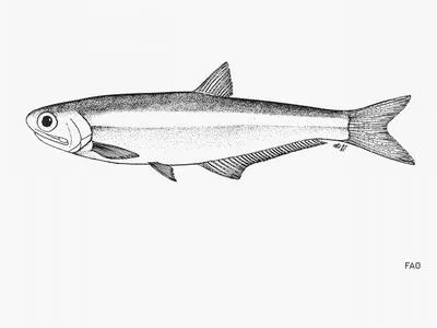 Longfin Pacific anchovy (Anchoa analis)