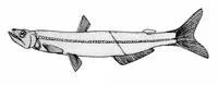 Longfin pearleye (Benthalbella linguidens)
