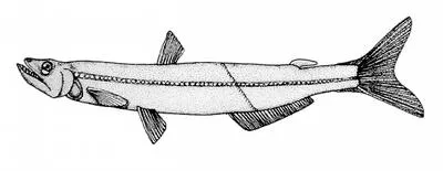 Longfin pearleye (Benthalbella linguidens)