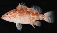 Longfin perchlet (Plectranthias longimanus)