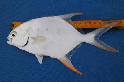 Longfin pompano (Trachinotus goreensis)