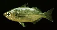 Longfin salema (Xenichthys xanti)