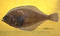 Longfin sanddab (Citharichthys xanthostigma)
