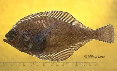 Longfin sanddab (Citharichthys xanthostigma)