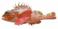 Longfin scorpionfish (Scorpaena agassizii)