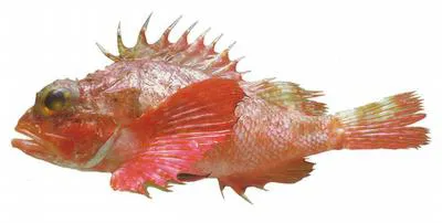Longfin scorpionfish (Scorpaena agassizii)
