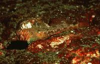Longfin sculpin (Jordania zonope)