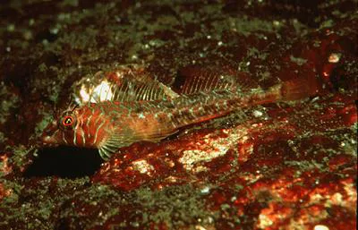 Longfin sculpin (Jordania zonope)