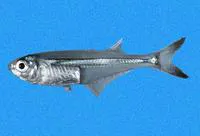 Longfin silverside (Atherinella eriarcha)
