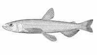 Longfin smelt (Spirinchus thaleichthys)