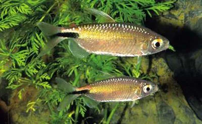 Longfin tetra (Brycinus longipinnis)