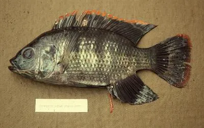 Longfin tilapia (Oreochromis macrochir)