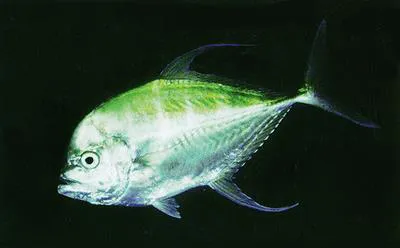 Longfin trevally (Carangoides armatus)