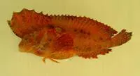 Longfin velvetfish (Pseudopataecus taenianotus)