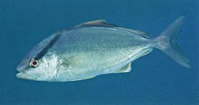Longfin yellowtail (Seriola rivoliana)