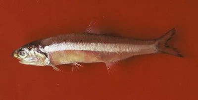 Longfinger anchovy (Anchoa filifera)