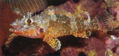 Longfingered scorpionfish (Scorpaenodes albaiensis)