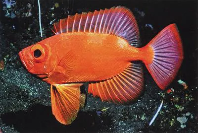 Longfinned bullseye (Cookeolus japonicus)