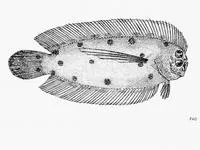 Longfinned flounder (Samariscus longimanus)