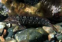 Longfinned triplefin (Ruanoho decemdigitatus)