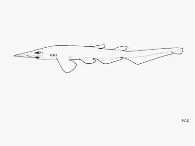 Longhead catshark (Apristurus longicephalus)