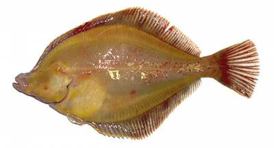 Longhead dab (Limanda proboscidea)