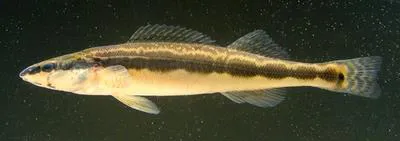 Longhead darter (Percina macrocephala)