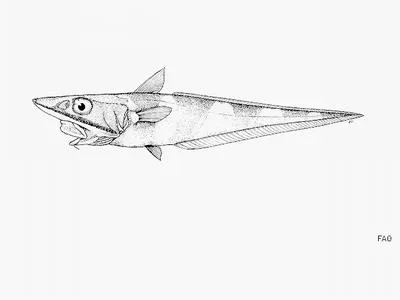 Longhead grenadier (Coelorinchus longicephalus)
