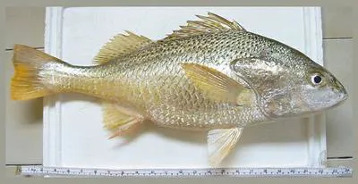 Longhead grunt (Pomadasys auritus)