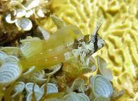 Longhorn blenny (Hypsoblennius exstochilus)