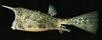 Longhorn cowfish (Lactoria cornuta)