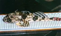 Longhorn sculpin (Myoxocephalus octodecemspinosus)