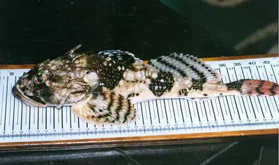 Longhorn sculpin (Myoxocephalus octodecemspinosus)